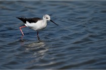lE tEICH 16-03-22 0733   Photos ACG 2016