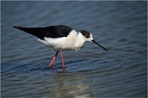 lE tEICH 16-03-22 0761   Photos ACG 2016