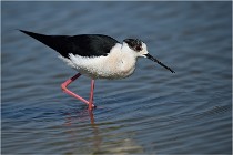 lE tEICH 16-03-22 0762   Photos ACG 2016
