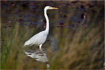 lE tEICH 16-03-22 0922   Photos ACG 2016