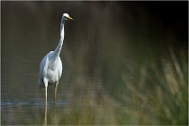 lE tEICH 16-03-23 0957   Photos ACG 2016