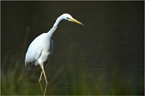 lE tEICH 16-03-23 0966   Photos ACG 2016