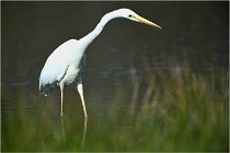 lE tEICH 16-03-23 0969   Photos ACG 2016