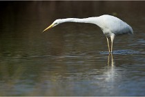 lE tEICH 16-03-23 0994   Photos ACG 2016