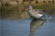 lE tEICH 16-03-24 1215   Photos ACG 2016
