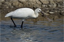 lE tEICH 16-03-24 1271   Photos ACG 2016