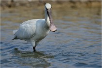 lE tEICH 16-03-24 1275   Photos ACG 2016