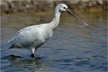 lE tEICH 16-03-24 1277   Photos ACG 2016