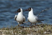 Texel 16-04-21 0460   Photos ACG 2016