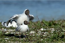 Texel 16-04-21 0475   Photos ACG 2016