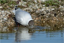 Texel 16-04-21 0499   Photos ACG 2016