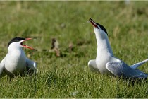 Texel 16-04-21 0503   Photos ACG 2016