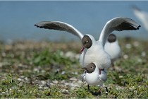 Texel 16-04-21 0614   Photos ACG 2016