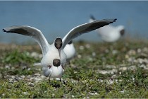 Texel 16-04-21 0616   Photos ACG 2016