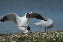 Texel 16-04-21 0677   Photos ACG 2016