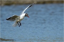 Texel 16-04-21 0697   Photos ACG 2016