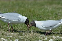 Texel 16-04-21 0868   Photos ACG 2016