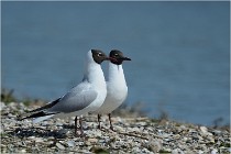 Texel 16-04-21 0886   Photos ACG 2016
