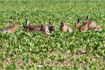Lièvres 16-05-26 034   Photos ACG 2016