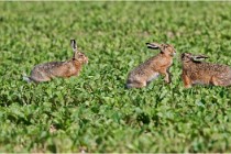 Lièvres 16-05-26 076   Photos ACG 2016