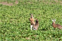 Lièvres 16-05-26 122   Photos ACG 2016