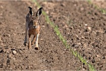 Lièvres 16-05-26 162   Photos ACG 2016
