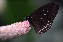 Papillons 16-11-15 119  00009  Photos ACG 2016