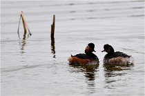 Grd Lavier 17-03-14 0139   Photos ACG 2017