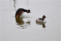 Grd Lavier 17-03-14 0618   Photos ACG 2017