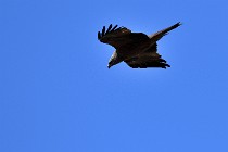 Le Teich 17-04-04 0956   Photos ACG 2017
