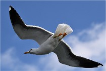 TEXEL HOLLANDE 17-05-22 00020   Photos ACG 2017