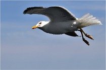 TEXEL HOLLANDE 17-05-22 00035   Photos ACG 2017