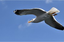 TEXEL HOLLANDE 17-05-22 00039   Photos ACG 2017