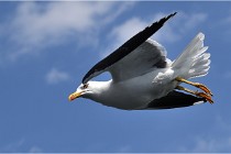 TEXEL HOLLANDE 17-05-22 00044   Photos ACG 2017