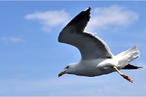 TEXEL HOLLANDE 17-05-22 00052   Photos ACG 2017