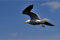 TEXEL HOLLANDE 17-05-22 00080   Photos ACG 2017