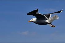 TEXEL HOLLANDE 17-05-22 00081   Photos ACG 2017