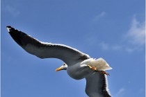 TEXEL HOLLANDE 17-05-22 00088   Photos ACG 2017