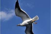 TEXEL HOLLANDE 17-05-22 00093   Photos ACG 2017