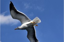 TEXEL HOLLANDE 17-05-22 00094   Photos ACG 2017