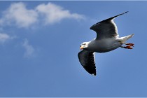 TEXEL HOLLANDE 17-05-22 00097   Photos ACG 2017