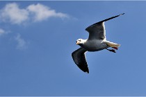 TEXEL HOLLANDE 17-05-22 00099   Photos ACG 2017
