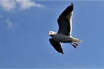 TEXEL HOLLANDE 17-05-22 00100   Photos ACG 2017