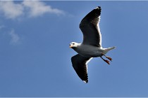 TEXEL HOLLANDE 17-05-22 00101   Photos ACG 2017