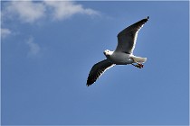 TEXEL HOLLANDE 17-05-22 00106   Photos ACG 2017