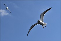 TEXEL HOLLANDE 17-05-22 00130   Photos ACG 2017
