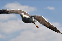 TEXEL HOLLANDE 17-05-22 00149   Photos ACG 2017