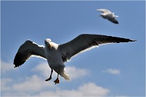 TEXEL HOLLANDE 17-05-22 00155   Photos ACG 2017