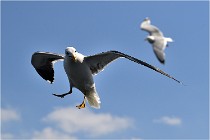 TEXEL HOLLANDE 17-05-22 00156   Photos ACG 2017
