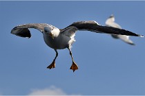 TEXEL HOLLANDE 17-05-22 00157   Photos ACG 2017